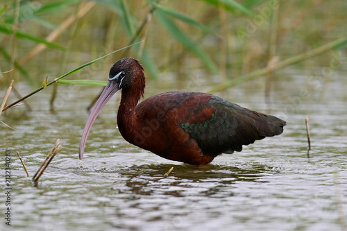 Konstfotografi Brauner Sichler // Glossy ibis (Plegadis falcinellus) - Spanien