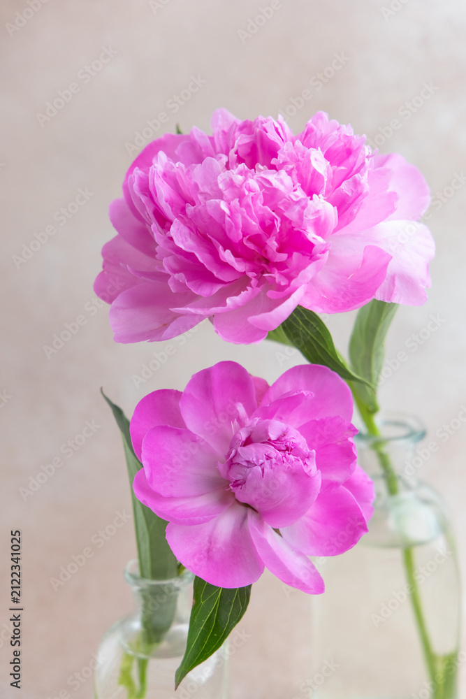 Fototapeta premium Bright pink peonies arranged in glass vases on a light background during daytime