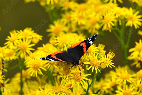 Red Admiral Butterfly Resting on Blooming Yellow Flowers in Summer Meadow