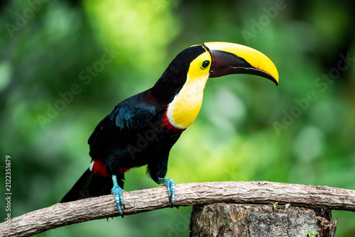 Foto Toucan perched on a tree branch with vibrant yellow beak against a softly blurre