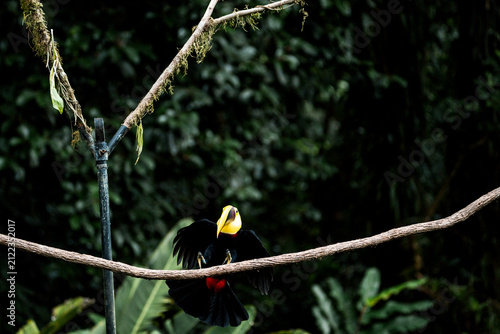 Fotografie Toucan with bright yellow beak perched on a branch in a dense tropical rainfores