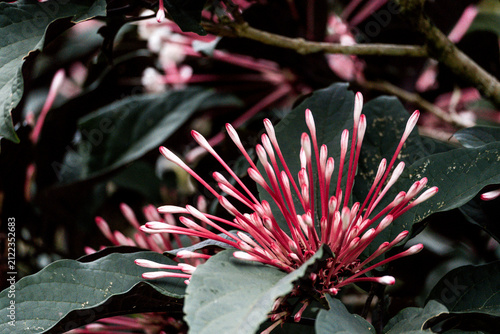 фотографія Close-up of pink spiky tropical flower with radiating tubular petals and dark gr