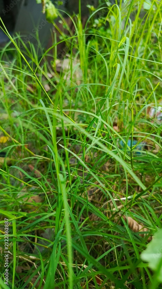 Fototapeta premium Dense Wild Grass Foliage Background
