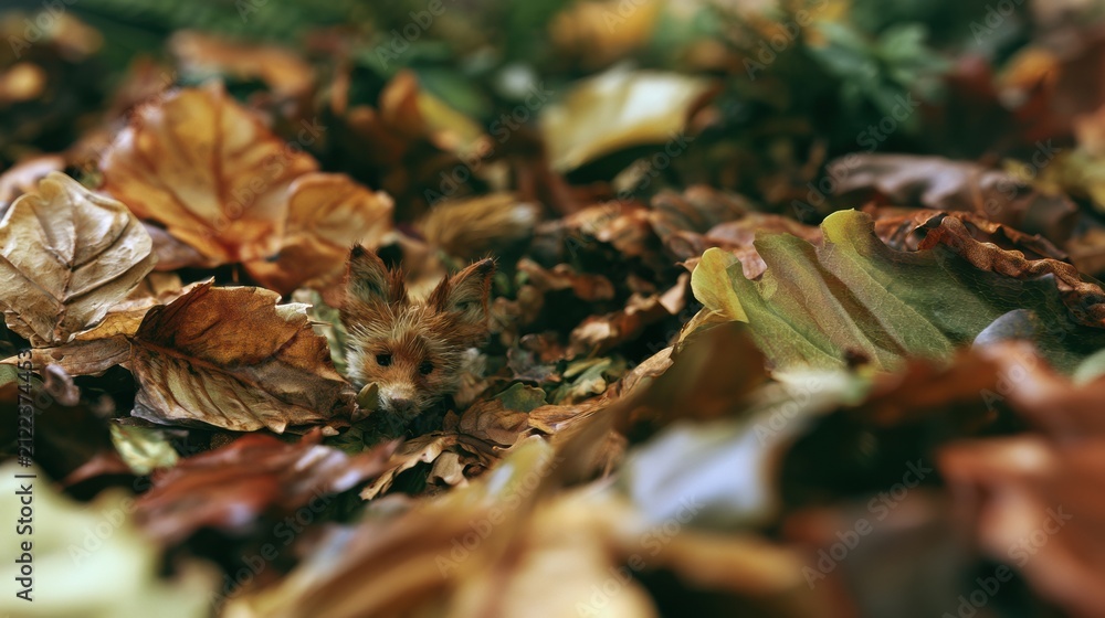 Fototapeta premium A small fox is partially visible among a pile of colorful leaves in a forest. The scene captures the essence of autumn.