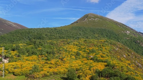 Hiking Trail Through Dense Green Forest With Vibrant Yellow Broom Shrubs In Lugo, Cervantes, Spain. - aerial shot