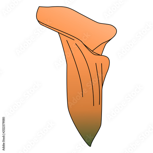 Orange flowers plant illustration