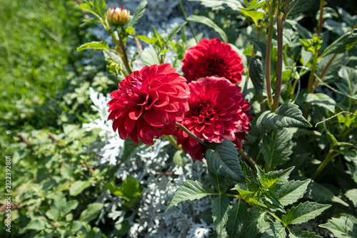 Cuadro en lienzo Splendido mazzo di grandi fiori di dalia rossa in piena fioritura estiva circondati da foglie verdi e piante in un giardino botanico soleggiato all'aperto