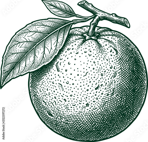 Citrus orange fruit illustration showing vintage woodcut engraving style on white