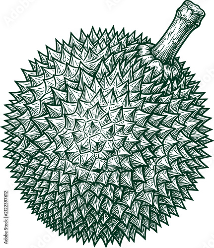Spiky durian exotic fruit illustration rendered in detailed vintage engraving style