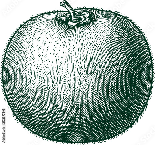 Textured round melon fruit drawing in classic vintage woodcut engraving style