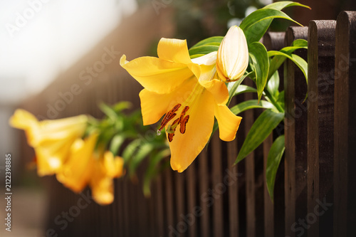 Golden lily flowers in warm sunlight