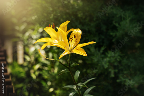 Golden Lily Flowers in Warm Sunlight