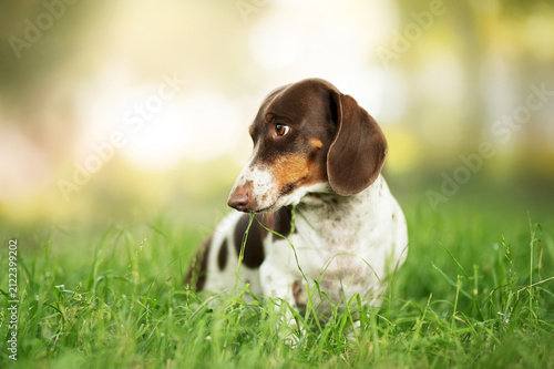 Piebald dachshund resting in green grass