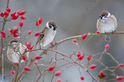 Tree sparrow, dog rose, Passer Montanus, pink canina, rosaceae, rose family, sparrow, tree sparrow, autumn, birds, dog rose, flora, rose hip, autumn, passeri, plants, plants, snow, songbirds, sparrow, sparrow, sparrow, sparrow, sparrow, sparrow, sparrow