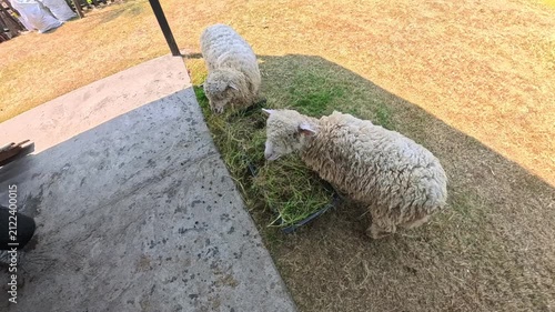 Three White Sheep Eating Fresh Green Grass on a Sunny Farm