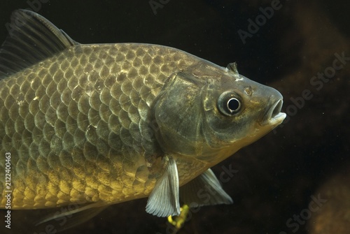 Carassius gibelio, pediment, prussian carp, silver carp, fish, fishes, pisces
