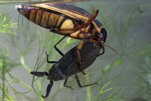 Dytiscus circumflexus, yellowy beetle, water scorpion, aquatic, beetle, prey, capture, female, insects, beetles, water beetles, female