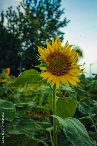 Single Sunflower Bloom in a Lush Summer Garden in Wuhan, China