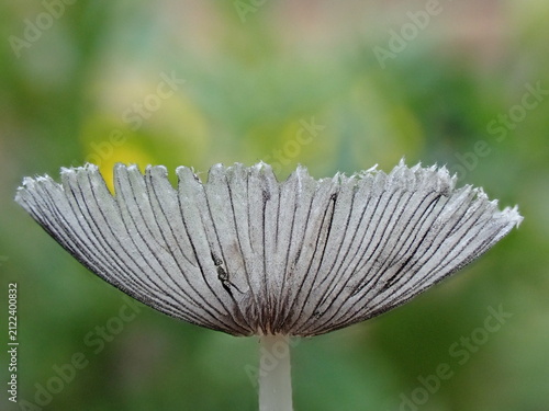 Принти на полотні Abstract close up of a delicate pleated inkcap mushroom head with a blurred back