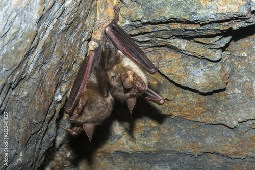 Greater mouse-eared bat, mouse-ear, myotis myotis, bats, chiroptera, bats, mammals, mammals, winter sleep, hibernation