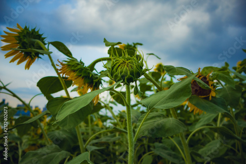 Green Sunflower Bud Rising Above a Field in Wuhan, China