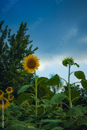 Golden Sunflowers Against a Blue Sky in Wuhan, China