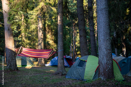 Colorful camping tents and striped hammock among tall pine trees in forest