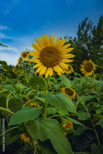 Bright Yellow Sunflower Against Blue Sky in Wuhan, Hubei
