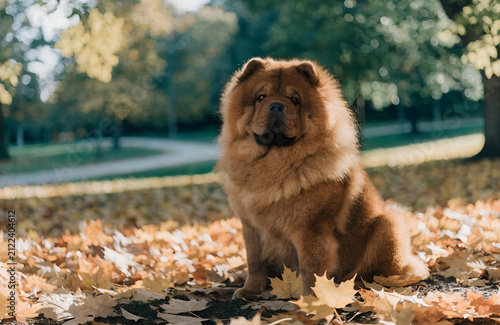Beautiful Chow Chow dog sitting proudly in a sunny park surrounded by golden autumn fallen maple leaves, warm sunlight, bokeh effect, crisp photo details, natural color grading, high quality stock pho