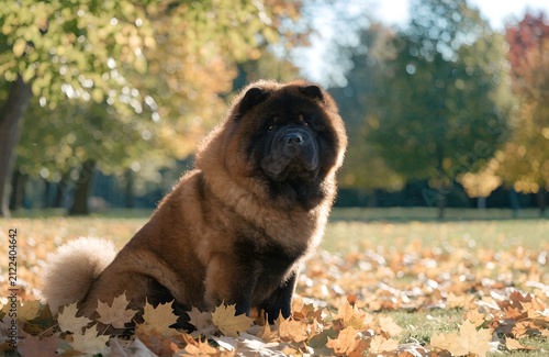 Beautiful Chow Chow dog sitting proudly in a sunny park surrounded by golden autumn fallen maple leaves, warm sunlight, bokeh effect, crisp photo details, natural color grading, high quality stock pho
