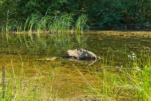 Canvas Print A murky pond or slow-moving water body is surrounded by green reeds