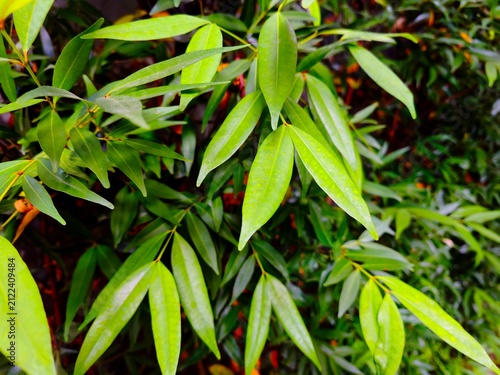Close-Up of Fresh Green Tropical Leaves with Natural Background