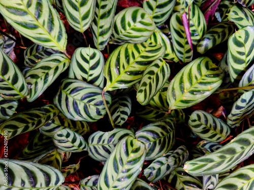 Close-Up of Tropical Ctenanthe Burle-Marxii Leaves with Natural Zebra Pattern
