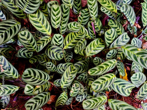 Close-Up of Tropical Ctenanthe Burle-Marxii Leaves with Natural Zebra Pattern