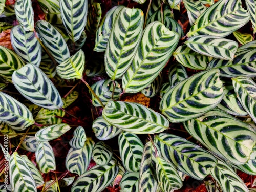 Close-Up of Tropical Ctenanthe Burle-Marxii Leaves with Natural Zebra Pattern