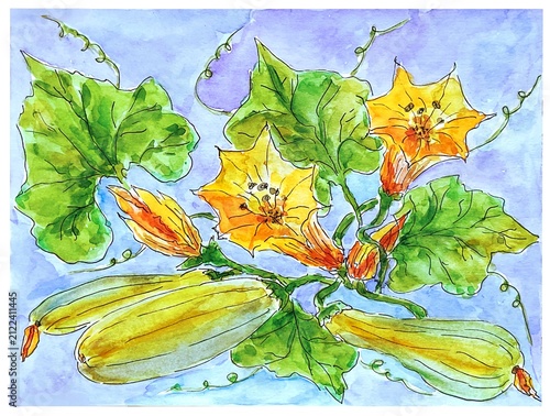 Zucchini with flowers, watercolour illustration