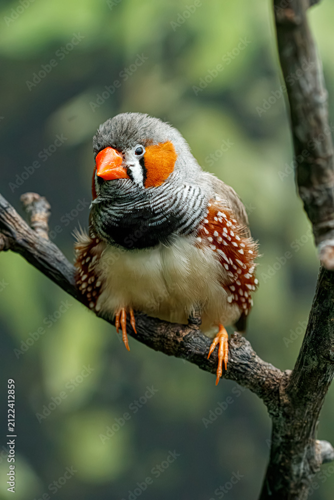 Naklejka premium Male zebra finch bird perched on tree branch close up macro view