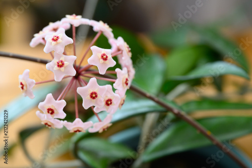 Hoya carnosa (porcelainflower, wax plant) flowers cluster with green leaves background