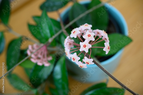 Hoya carnosa (porcelainflower, wax plant) flowers cluster with green leaves background
