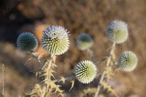 Spiny globe thistle (Echinops spinosissimus)