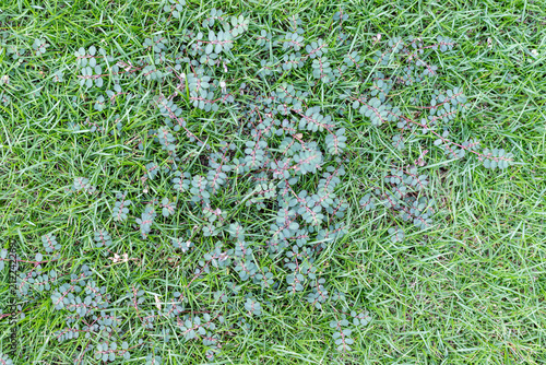 Spotted Spurge Weed Growing in Healthy Lawn Grass