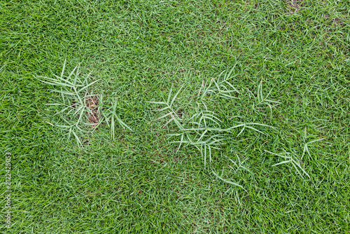 фотографія Wild Invasive Grass Growing in Fine Home Lawn Turf