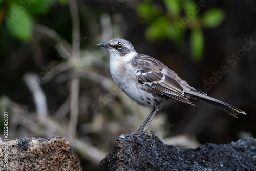 Bild auf Leinwand A Galapagos mockingbird perches on a sunlit volcanic rock