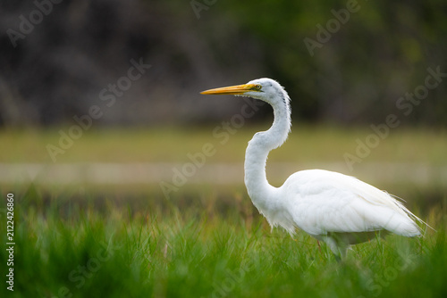 Fotografie A great egret stands among tall grasses in an Isabela wetland