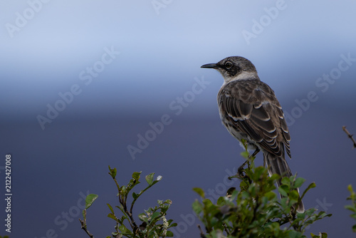 Cuadro en lienzo A Galapagos mockingbird perches above an expansive volcanic landscape