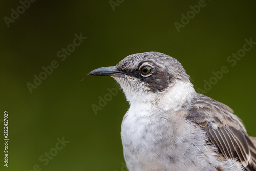 Konstfotografi Close head portrait of a Galapagos mockingbird in natural light