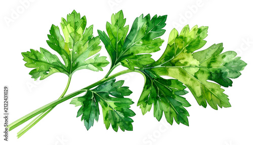 Watercolor Green Parsley He...