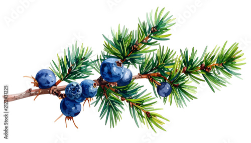 Watercolor Juniper Branch With Blue Berries Isolated On White Background