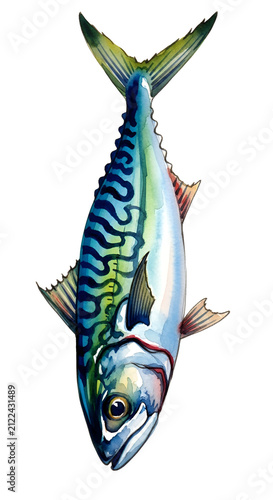 Watercolor Mackerel Fish Is...