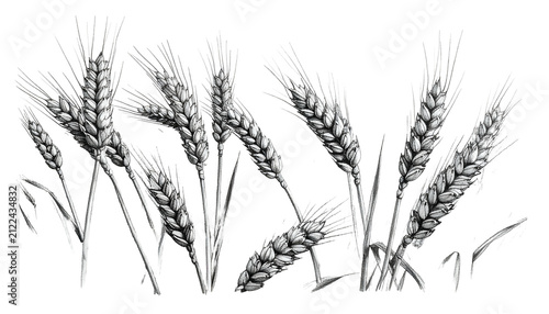 Wheat Stalks Illustration Transparent Background Black And White